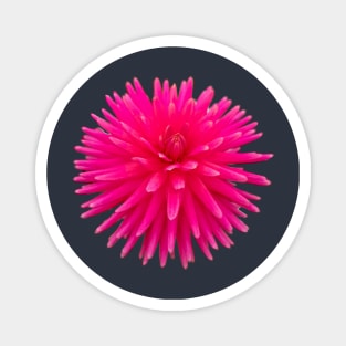 Red Spikes Dahlia Flower Photo Cutout Magnet